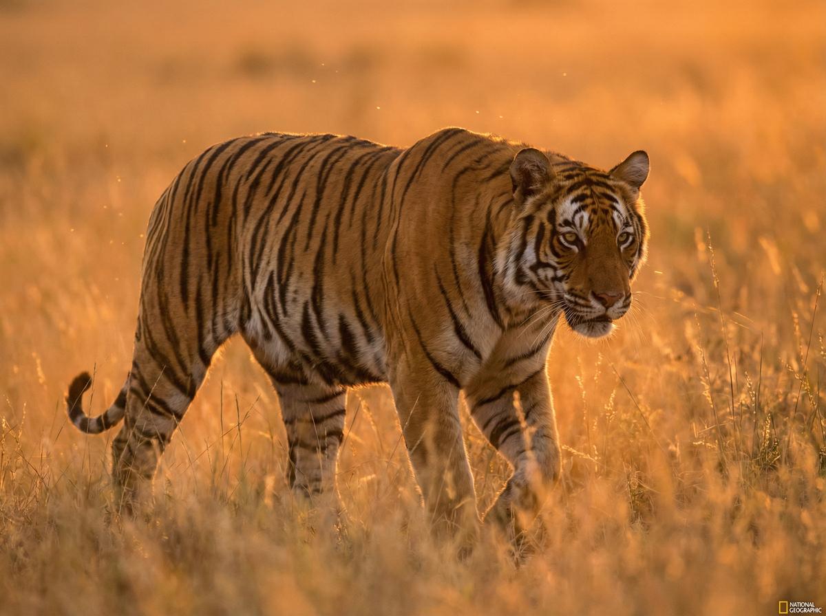 午夜大片午夜大片震撼：孟加拉虎黄昏巡猎视频全记录
